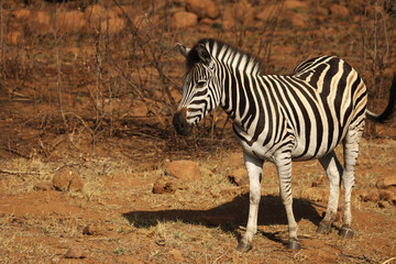 Obraz na płótnie Canvas A young Burchells Zebra baby (Equus quagga burchelli) staying in dry grass with green background.