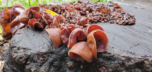 Close up of orange fungi - New Orleans - 1