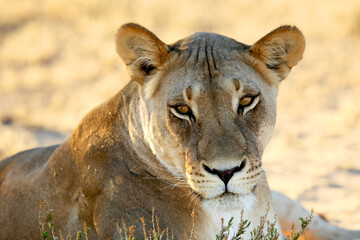 Lioness (Panthera leo)  in Kalahari desert and looking for the rest of her pride in morning sun.
