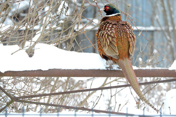 A male pheasant with ruffled feathers sitting on a metal rusty fence covered with snow in winter