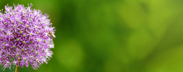 Purple onion flower head. Spring forward, springtime or summer floral banner.