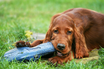 Cute dog puppy chewing a shoe in the grass, pet training concept