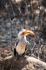 yellow billed hornbill in the wild