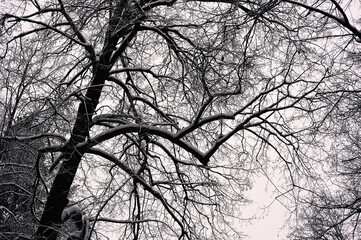 snow-covered trees in the park after a snowfall - in snow and frost
