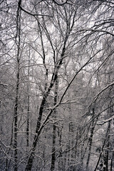 tree branches after a snowfall - in snow and frost