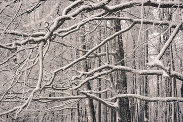 tree branches after a snowfall - in snow and frost