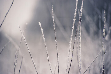 tree branches after a snowfall - in snow and frost