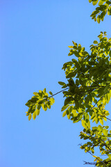 leaves against blue sky