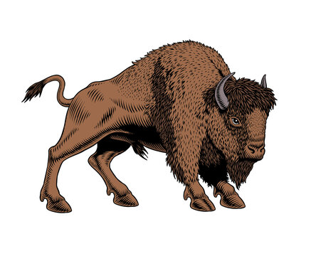 Buffalo - American Bison or zubr isolated on white background. Engraving or etching style hand-drawn vector illustration.