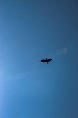 bird flying in the blue sky