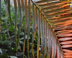 Palm tree with leaves. An exotic plant. Great for wallpaper. © Anna