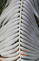 Palm tree with leaves. An exotic plant. Great for wallpaper. © Anna