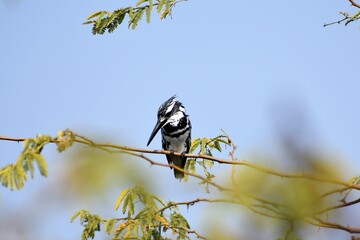 Pied Kingfisher