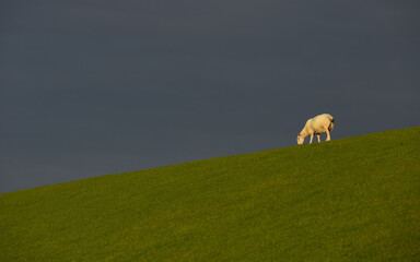 sheep grazing in sunlight with stormy background