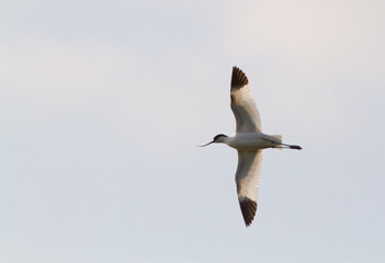 pied avocet in flight (Recurvirostra avosetta)
