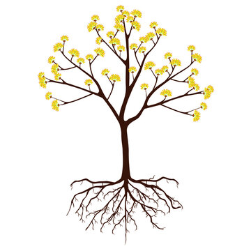 Dogwood tree with flowers and roots on a white background.