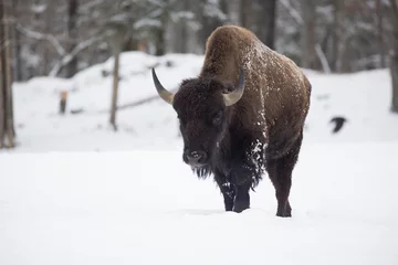 Deurstickers American bison or simply bison (Bison bison) in winter © Mircea Costina