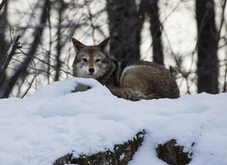  coyote (Canis latrans) in winter