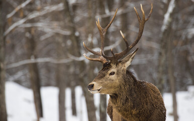 Naklejka na ściany i meble red deer (Cervus elaphus) in winter