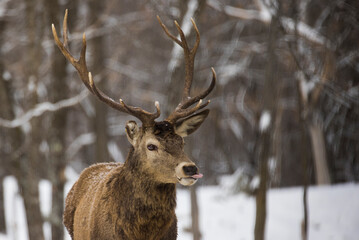 red deer (Cervus elaphus) in winter