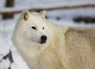Obraz na płótnie Canvas arctic wolf in winter