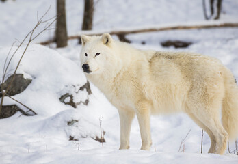 arctic wolf in winter