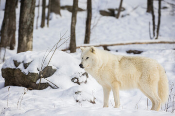 Obraz premium arctic wolf in winter