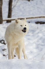 arctic wolf in winter