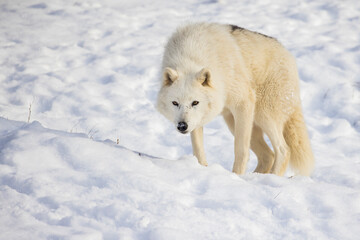 Obraz premium arctic wolf in winter