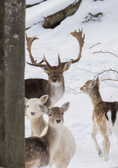 European fallow deer also known as the common fallow deer or  fallow deer (Dama dama)
