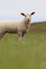 Fototapeta premium Cute Lamb in Northern Germany, Sheep Portrait