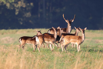 European fallow deer with impressive antlers and a group of females 