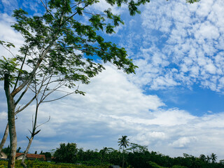 Obraz premium tree and blue sky