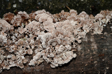 Close up Split Gill Fungus plant on wooden.