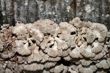 Close up Split Gill Fungus plant on wooden.