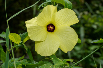Abelmosk, ambrette seeds, annual hibiscus, Bamia Moschata flower.