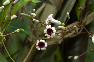 Close up Paederia foetida with blur background.