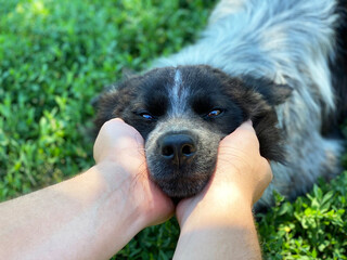 dog in a hand. friend of human