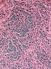 red and white background. This is a mold