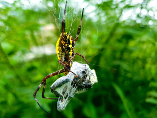 spider on a web