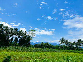 field and blue sky