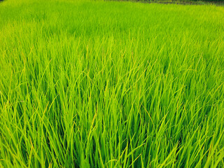 rice field