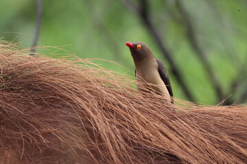 Capture of red-billed Oxpecker in South Africa