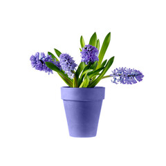 Bouquet  violet blue garden blooming hyacinth flowers in vintage clay pot isolated on white background. Trendy color 20022 Very Peri