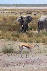 Springbok and Elephants in Etosha National Park, Namibia