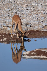 Drinking Impala in Etosha National Park, Namibia