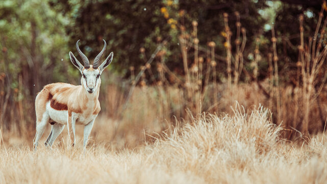Springbuck in Africa