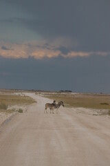 Pair of Zebras in Etosha National Park, Namibia