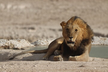 Impressive Male Lion in Etosha National Park, Namibia