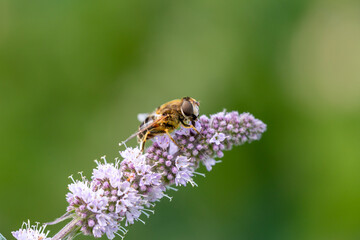 A hoverfly insect sits on a purple flower macro photography on a summer sunny day. Flower flies sits on a blooming mint plant close-up photo in the summer.